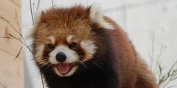 レッサーパンダ