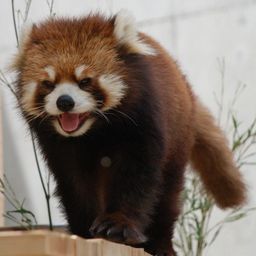 レッサーパンダ